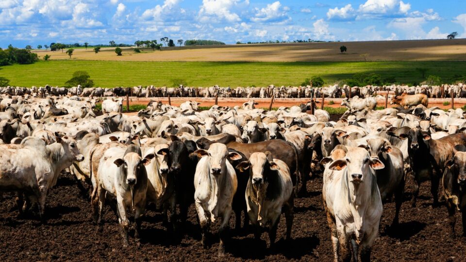 China anuncia tarifa 55% Sob a carne importada 